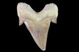 Otodus Shark Tooth Fossil - Eocene #72856-1
